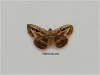 藏品(夜蛾311)的圖片